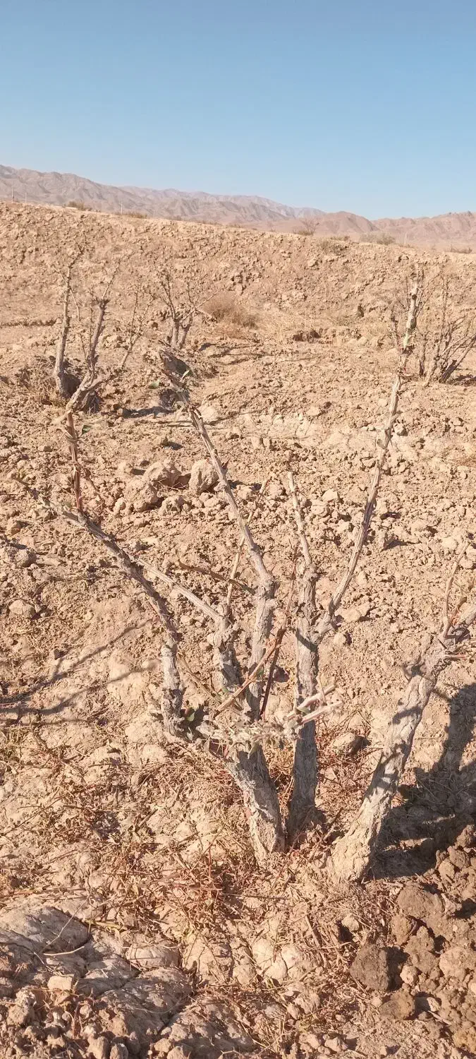 اصلاح درخت زرشک|خدمات باغبانی و درختکاری|قائن, |دیوار