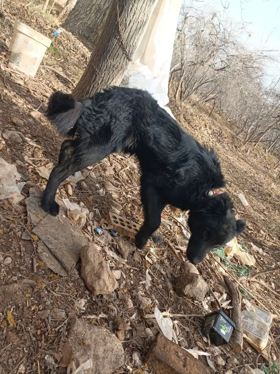 سگ gomsode|سگ|شیراز, میرزاکوچک خان|دیوار