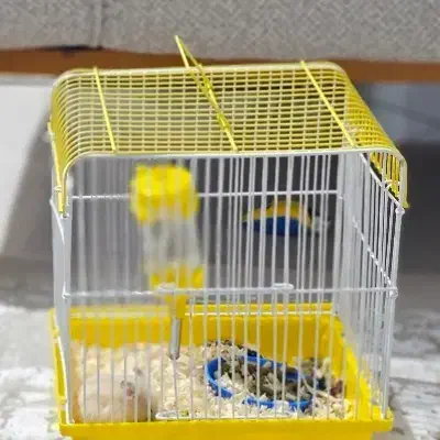 همستر و قفس|موش و خرگوش|پرند, فاز ۳|دیوار