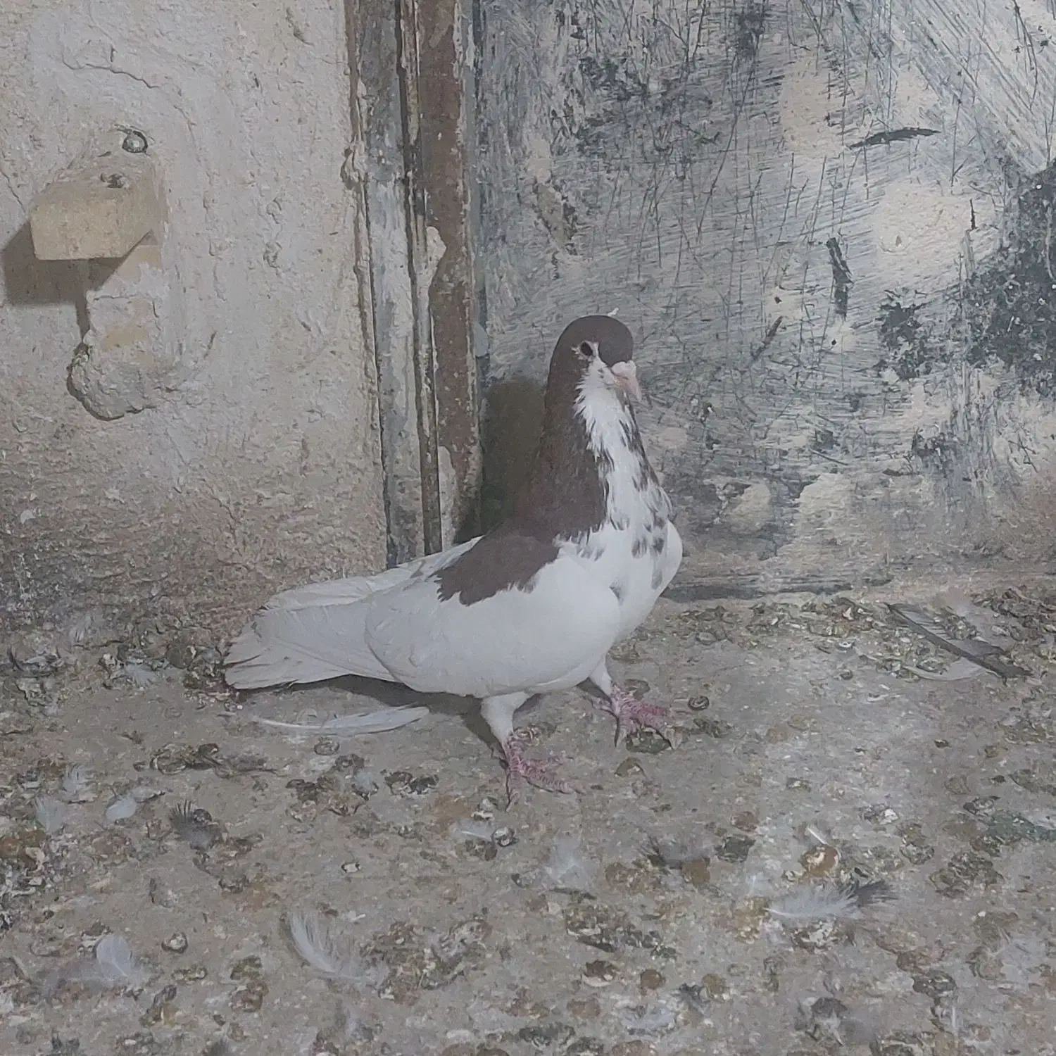 کبوتر|پرنده|شیراز, تندگویان|دیوار