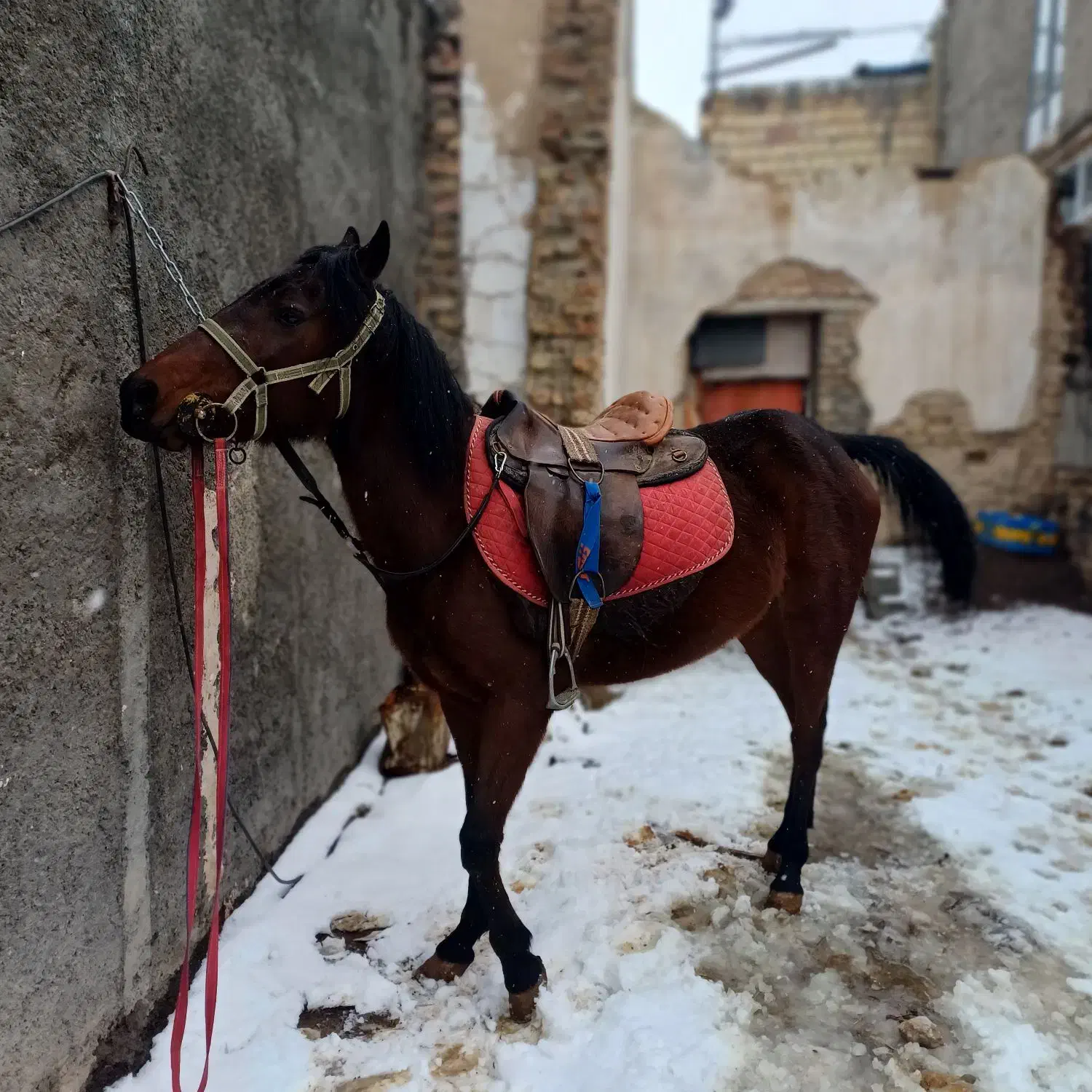 اسب|اسب و تجهیزات اسب‌سواری|زنجان, |دیوار