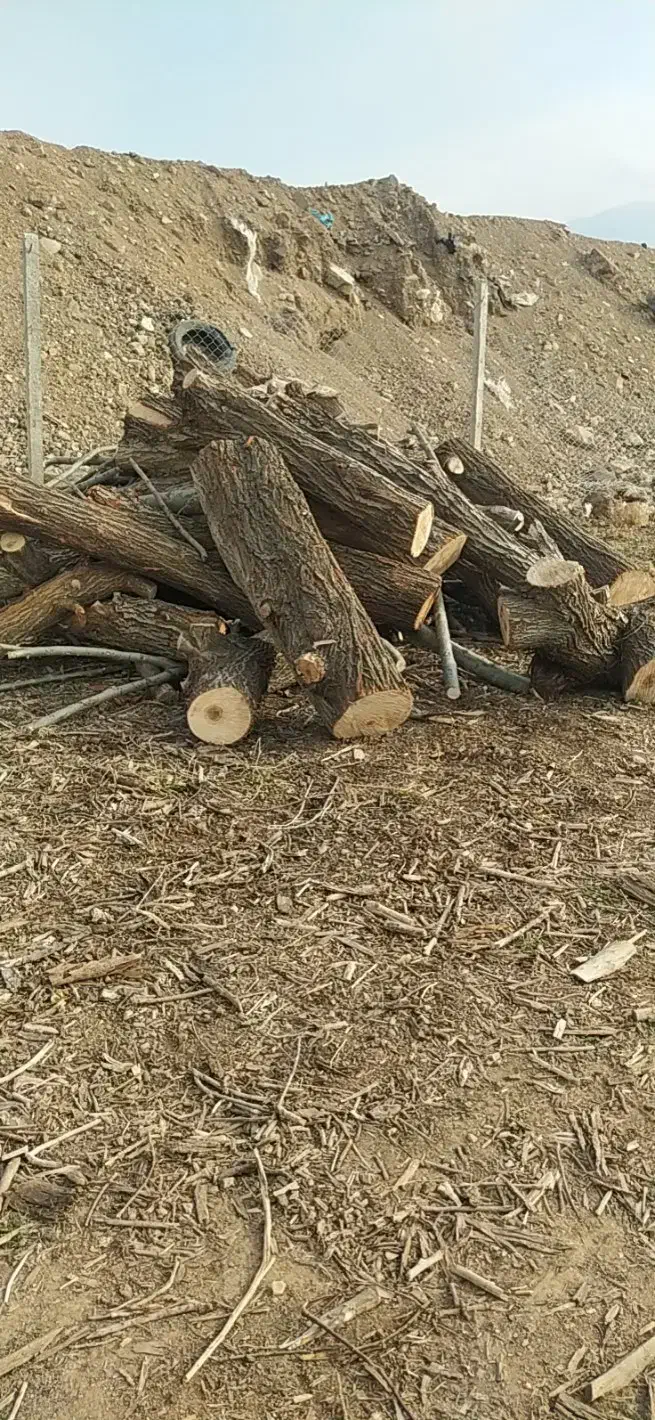 خرید فروش درخت نقدی|عمده‌فروشی|اهر, |دیوار