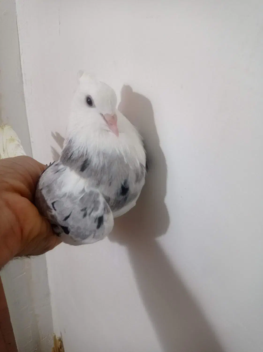 هما سرور .طوقی|پرنده|تهران, ترمینال جنوب|دیوار