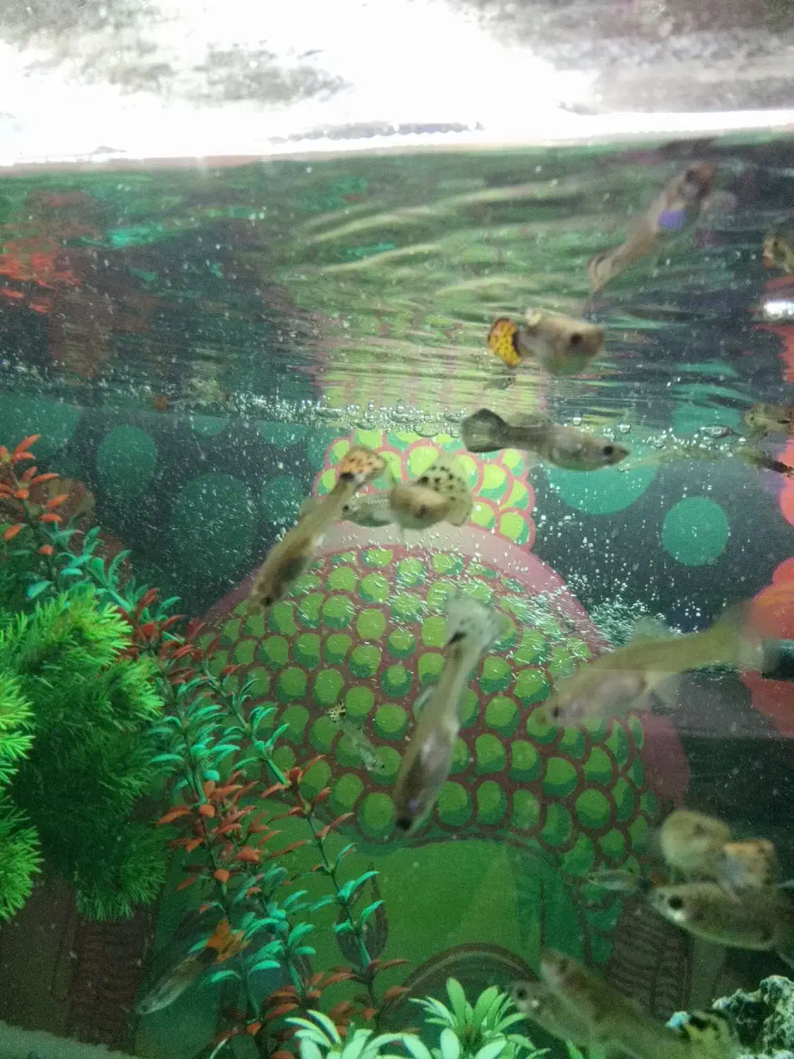 گوپی میکس مولد تا نوزاد|ماهی|کرج, حصارک بالا|دیوار