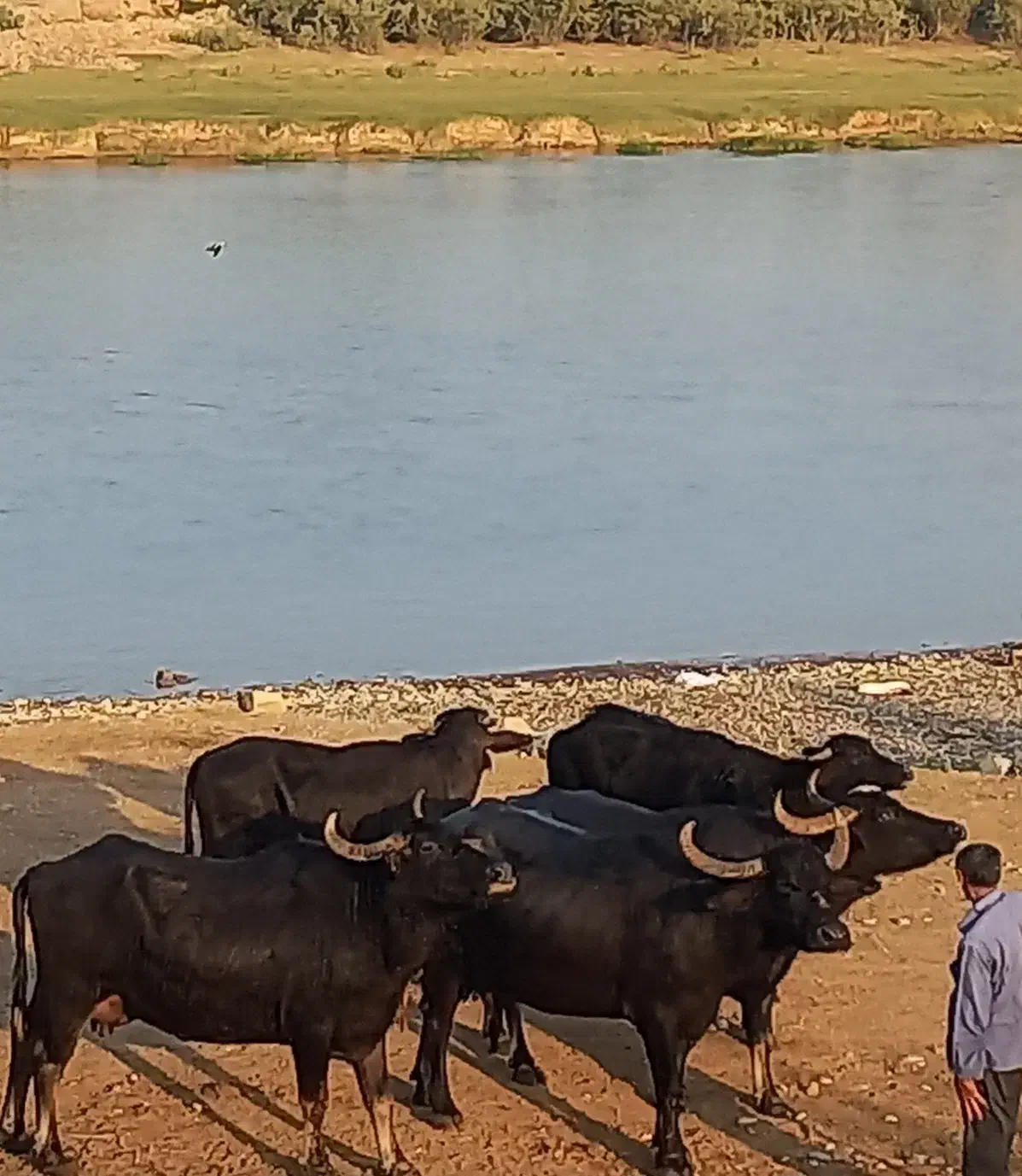 کره و روغن حیوانی محلی /// گاومیش|خوردنی و آشامیدنی|تهران, ونک|دیوار