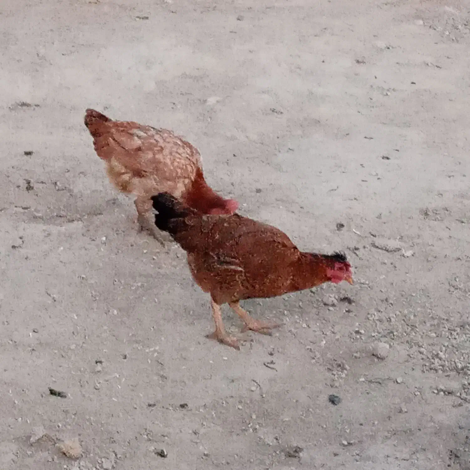 ۴عددمرغ تخم گذار دانه ۳۰۰|حیوانات مزرعه|حمیل, |دیوار