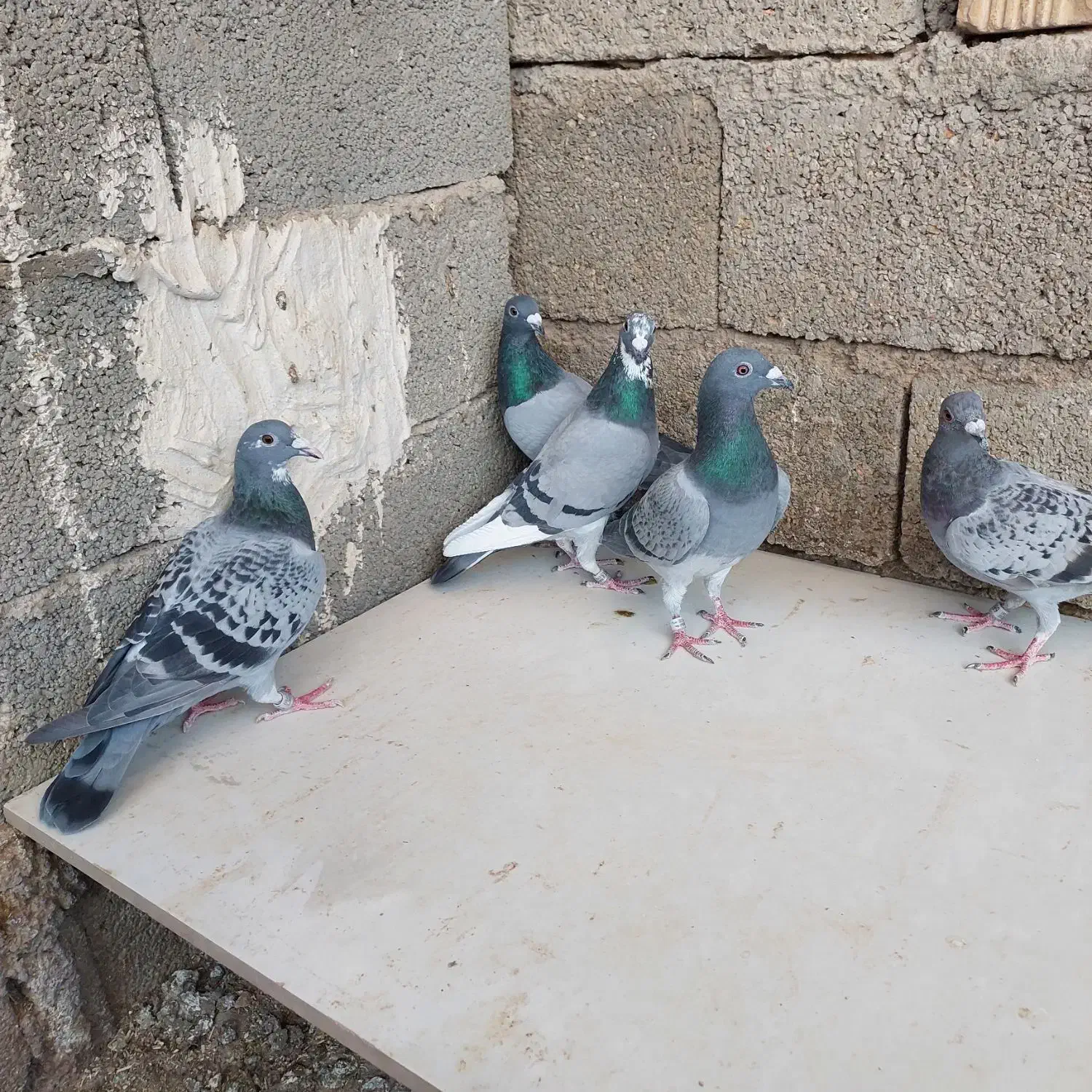 کفتر ماده پلاکی ذات مسافتی|پرنده|کربال, |دیوار