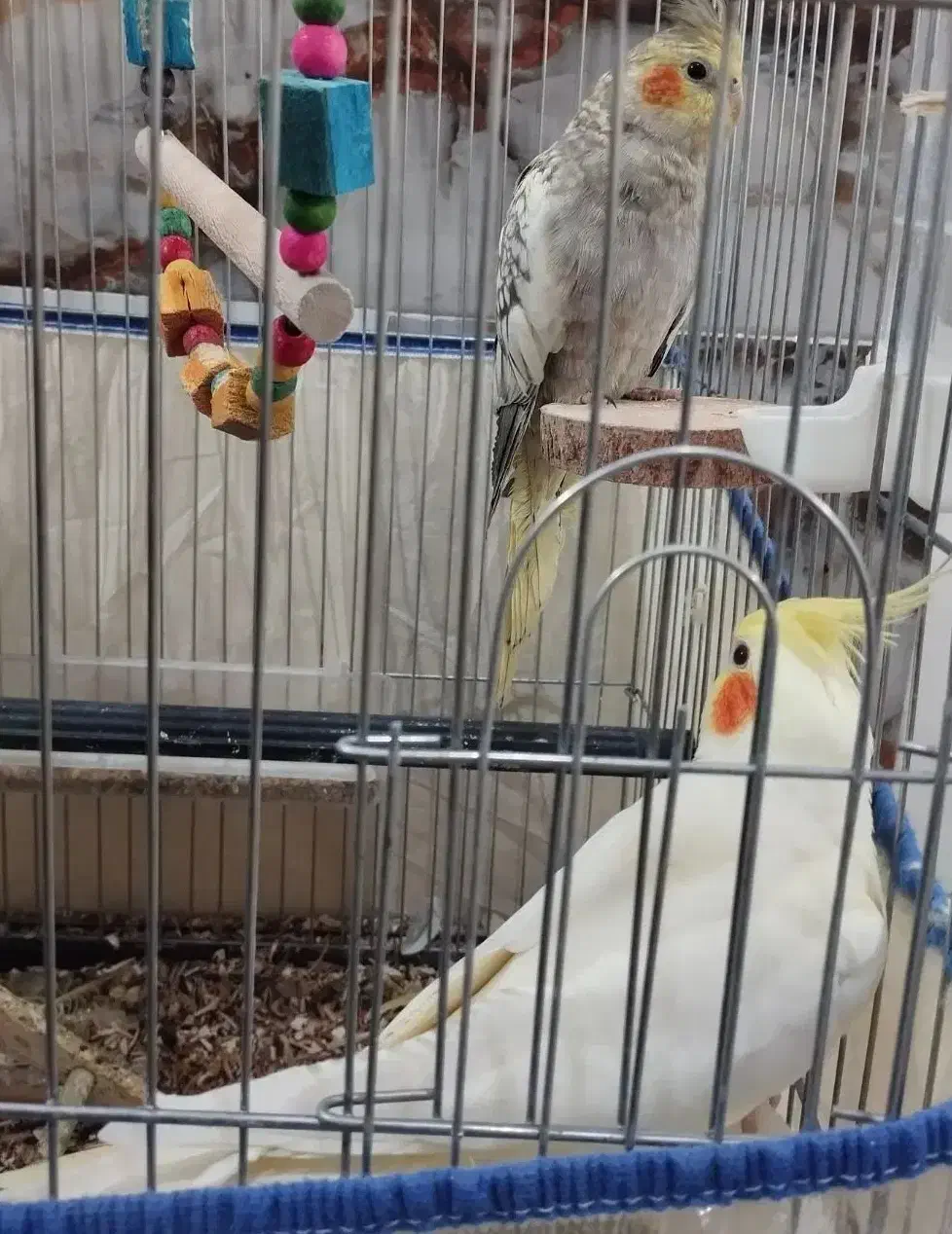 فروش چهار عدد عروس هلندی|پرنده|رودان, |دیوار