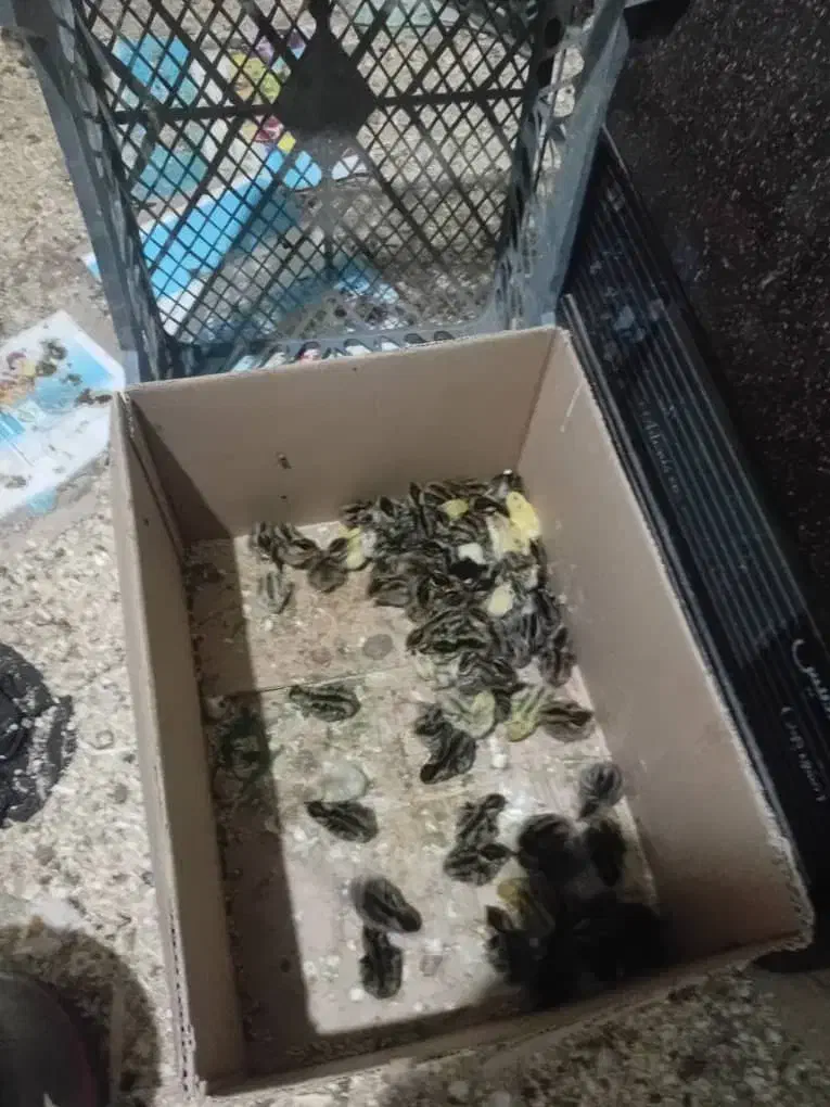 جوجه بوقلمون|حیوانات مزرعه|دزفول, |دیوار