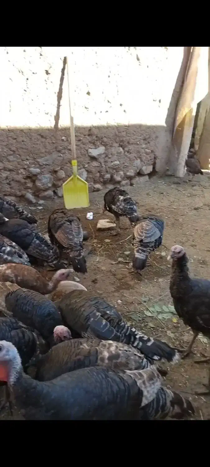 بوگلمو محلی|حیوانات مزرعه|شوط, |دیوار