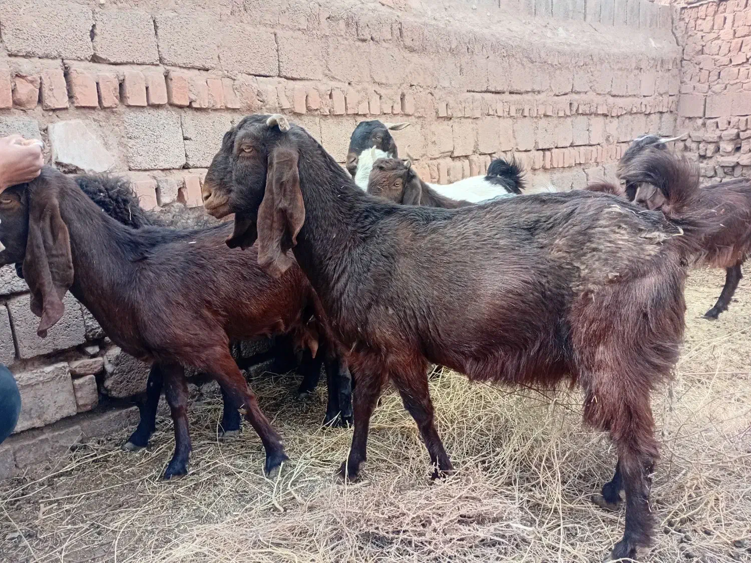 بز و کره میش|حیوانات مزرعه|چترود, |دیوار