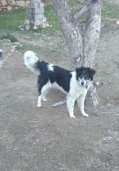 سگ نگهبان|سگ|خلخال, |دیوار