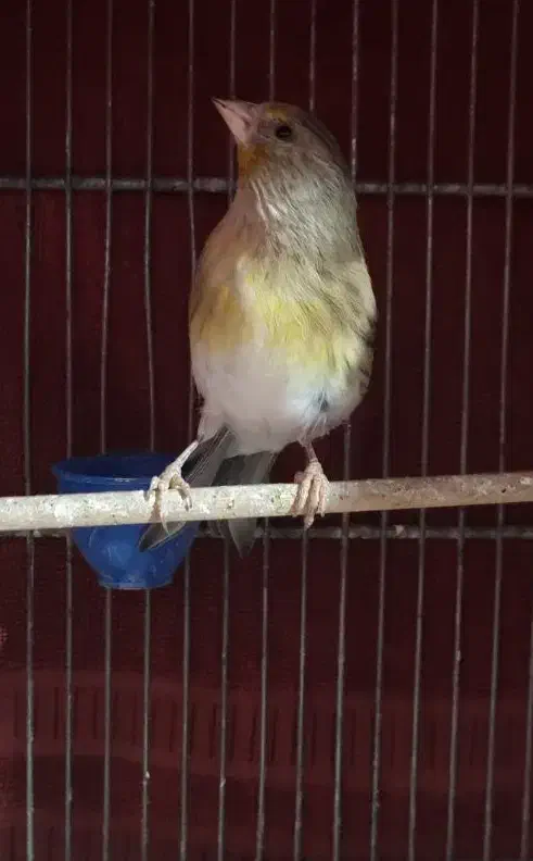 دوعدد سهره قناری|پرنده|قرچک, زیبا شهر|دیوار