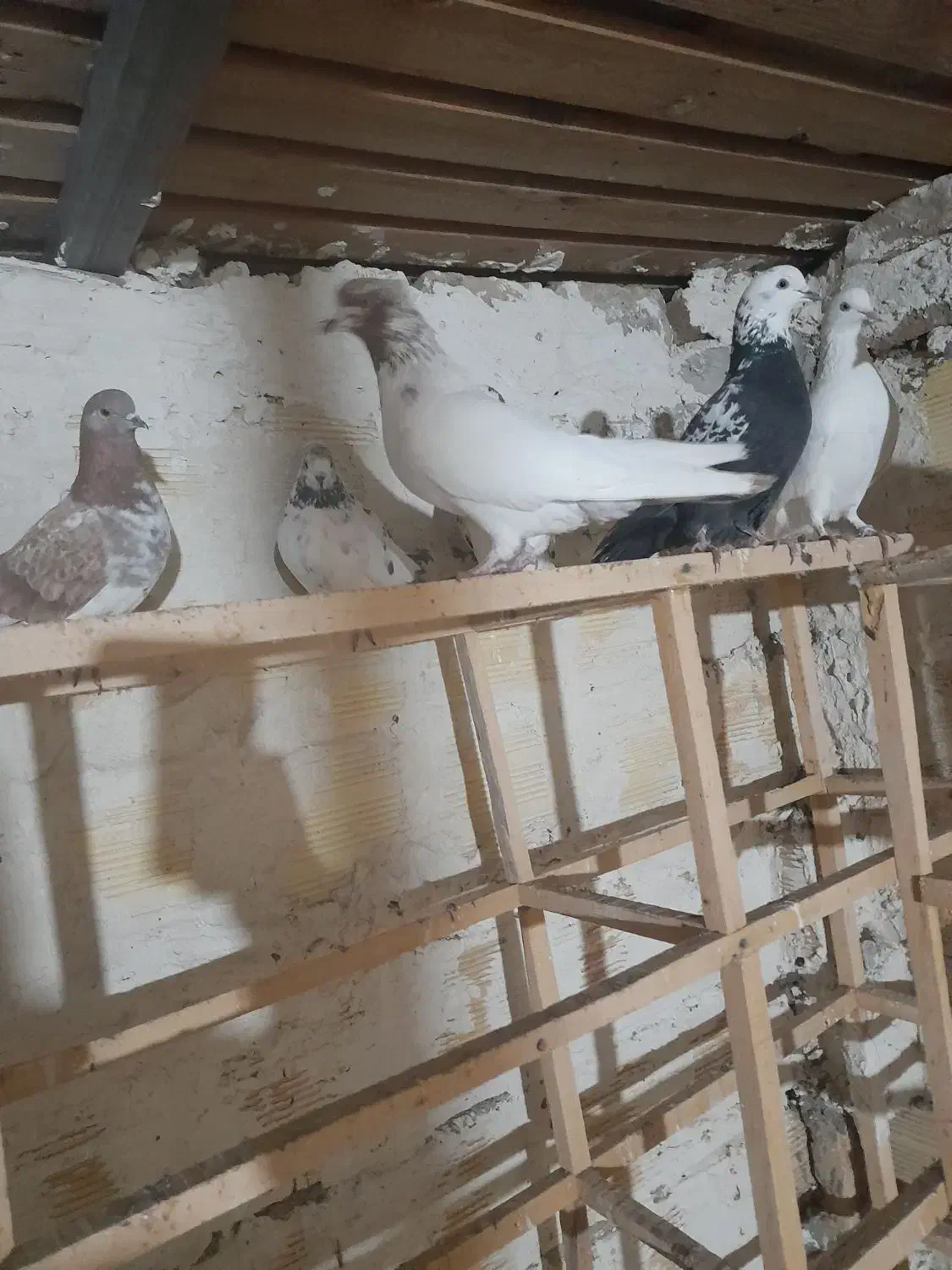 کفتر تهران|پرنده|میانه, |دیوار