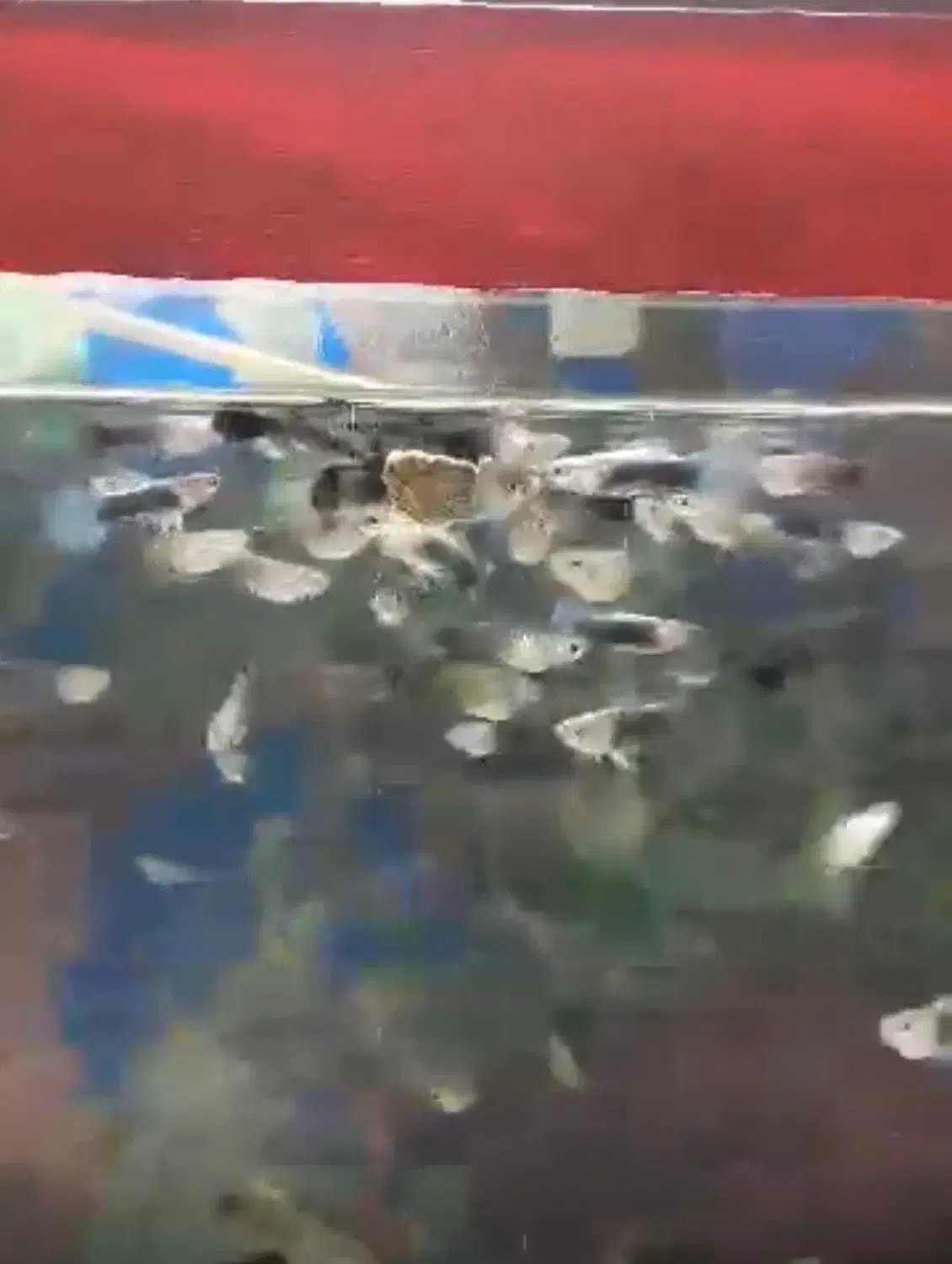 ماهی گوپی نژاد|ماهی|مرودشت, تامین اجتماعی‎|دیوار