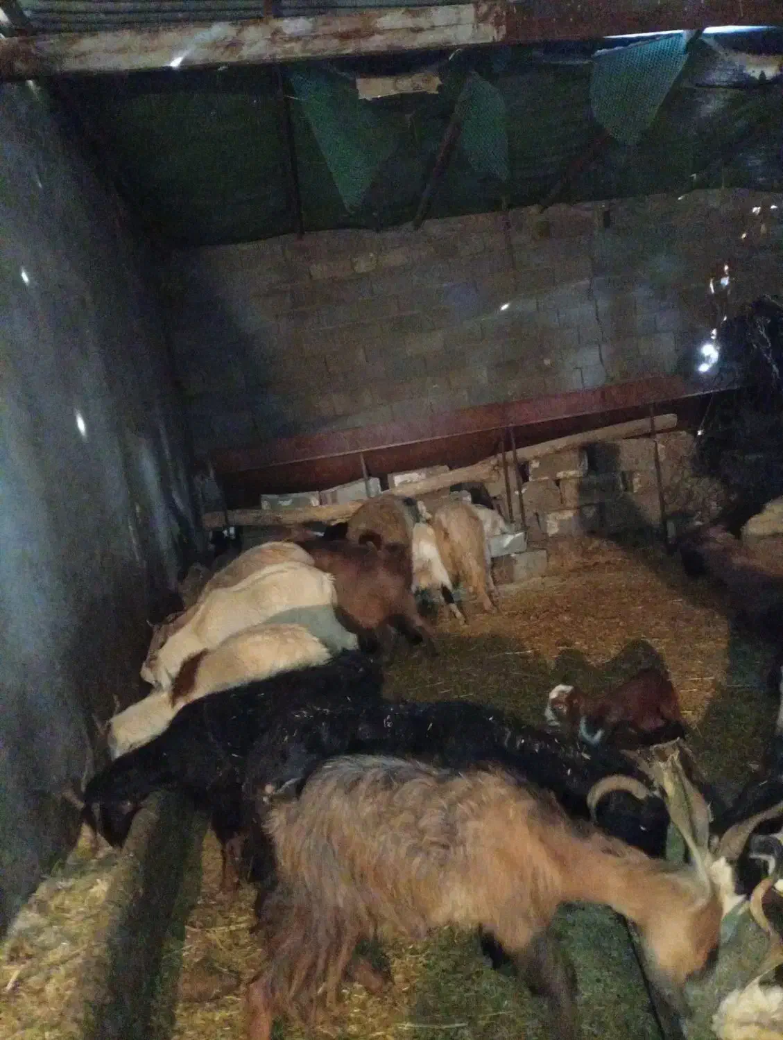 بز آبستن داشتی|حیوانات مزرعه|دورود, |دیوار