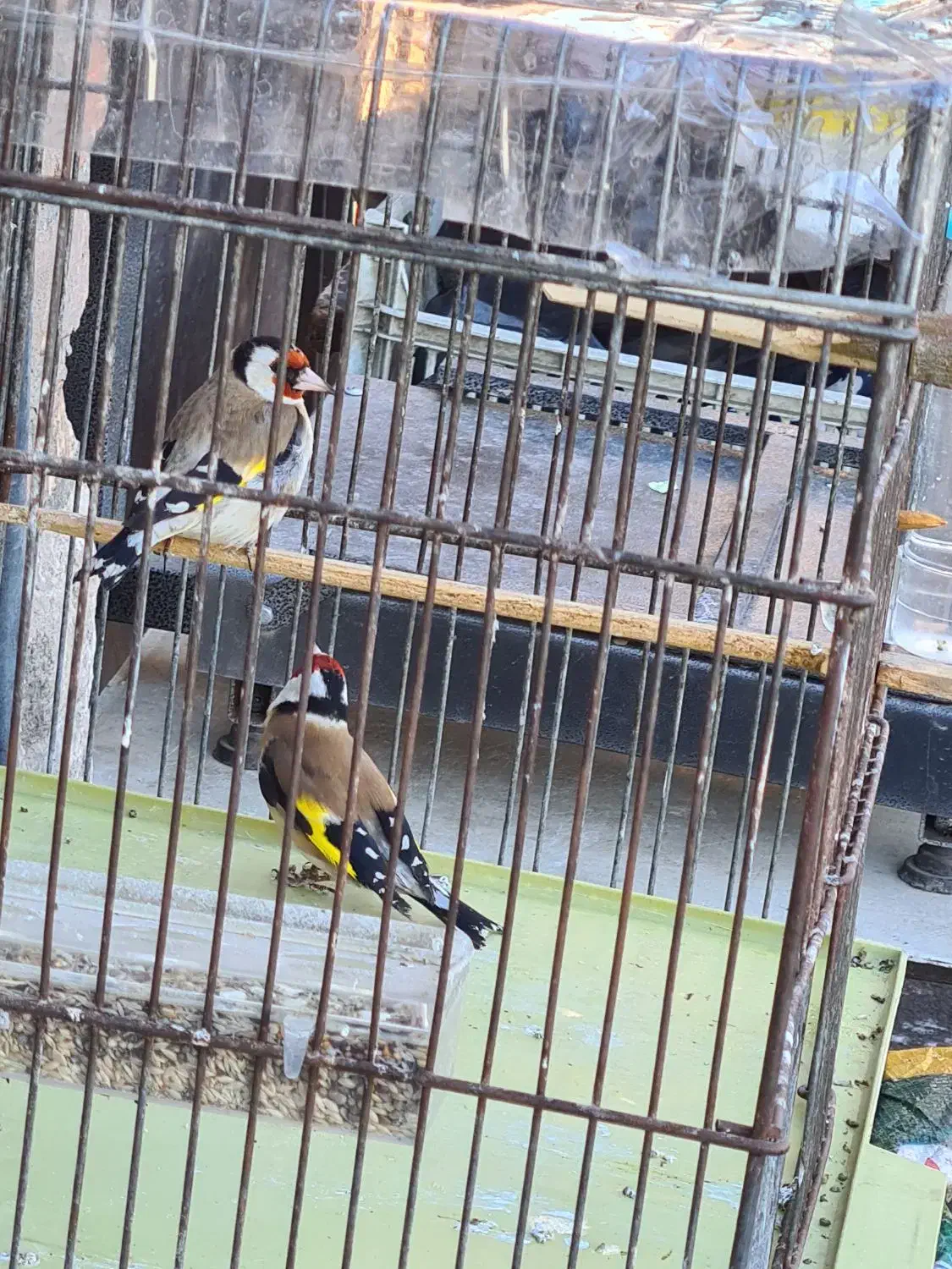 سهره ۲ماه قفس|پرنده|سقز, |دیوار