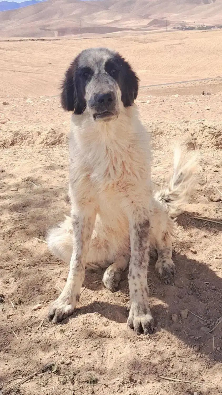 توله سگ ماده اصیل|سگ|چنارود, |دیوار