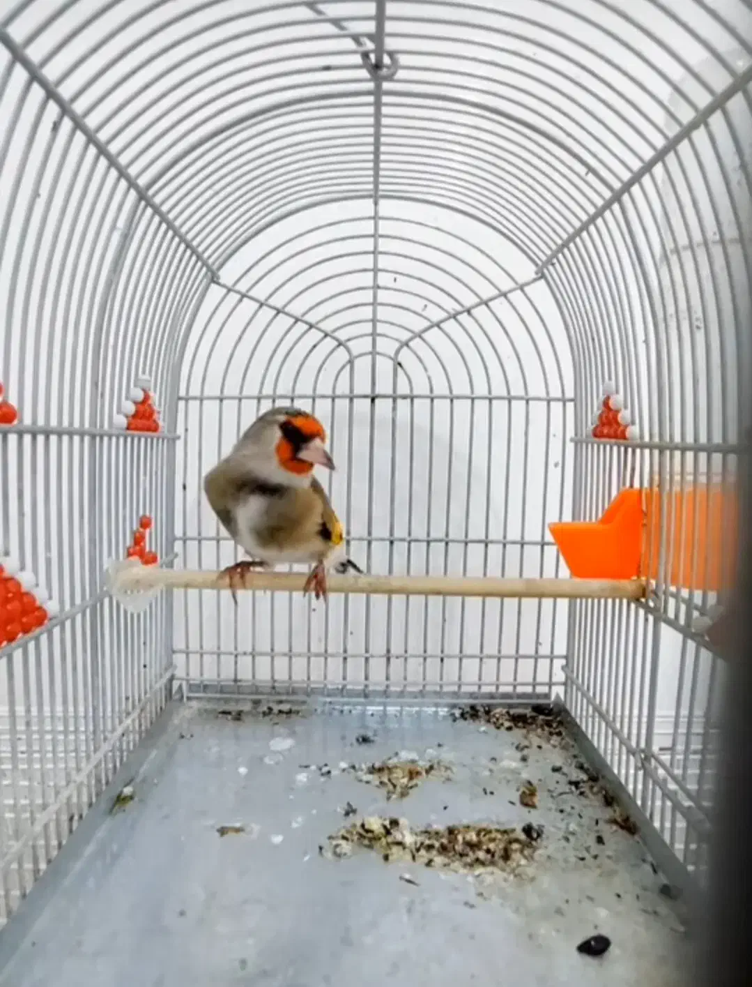 سهره دورگ|پرنده|تهران, دولاب|دیوار