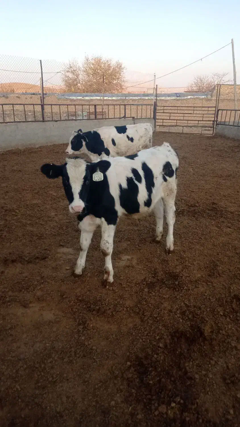 گوساله هلشتاین|حیوانات مزرعه|قنوات, |دیوار