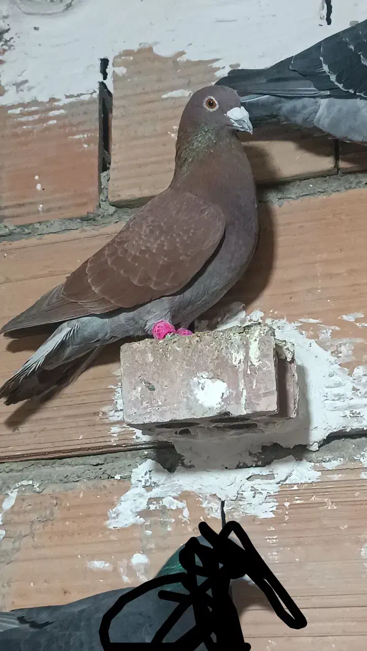 کفتر سرخ دورگ|پرنده|گرگان, |دیوار