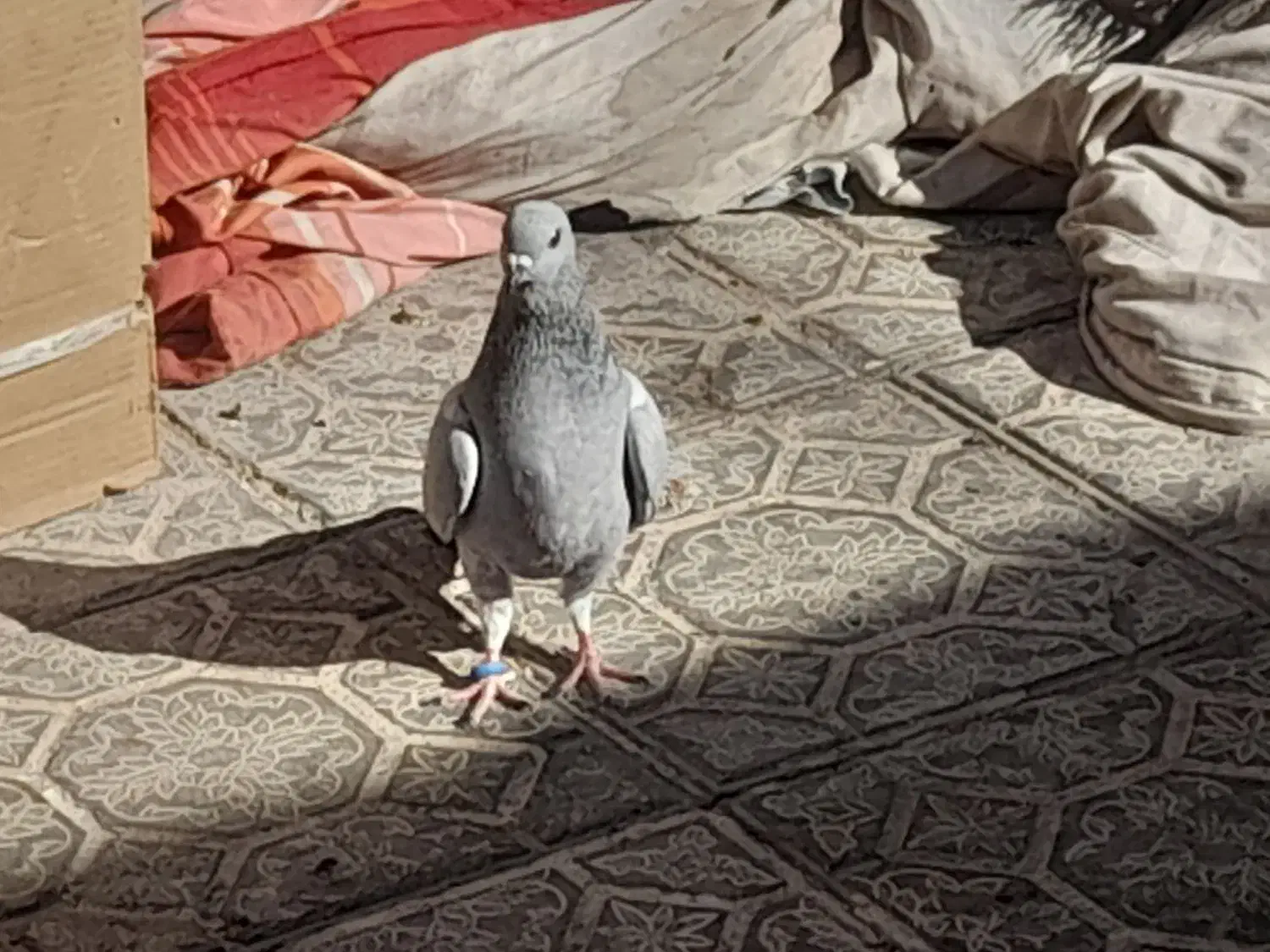 کفتر سبز کلاغ و نارپشت دم سیاه|پرنده|کرمان, |دیوار