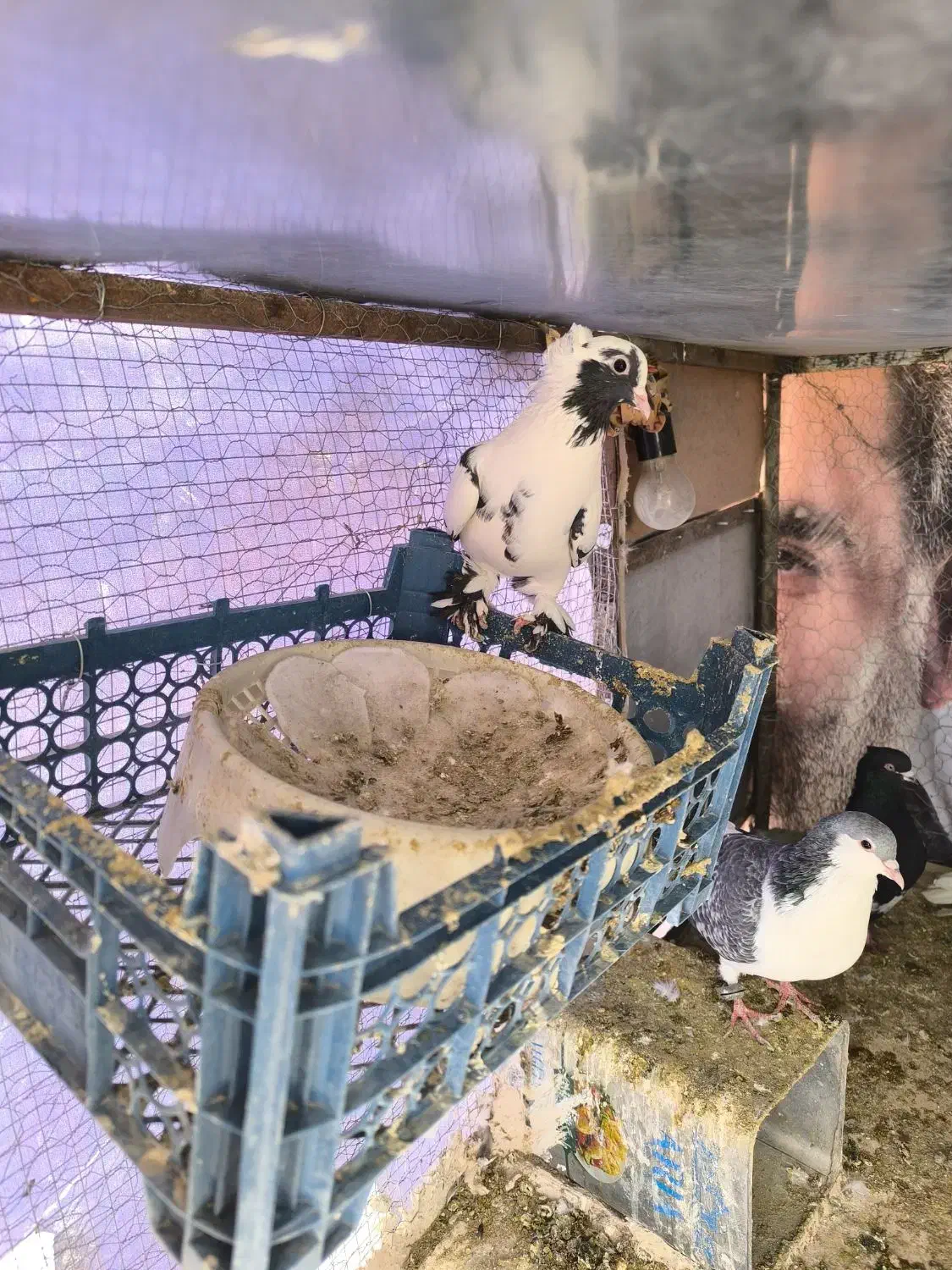 کفتر|پرنده|تربت‌حیدریه, بالا ولایت|دیوار