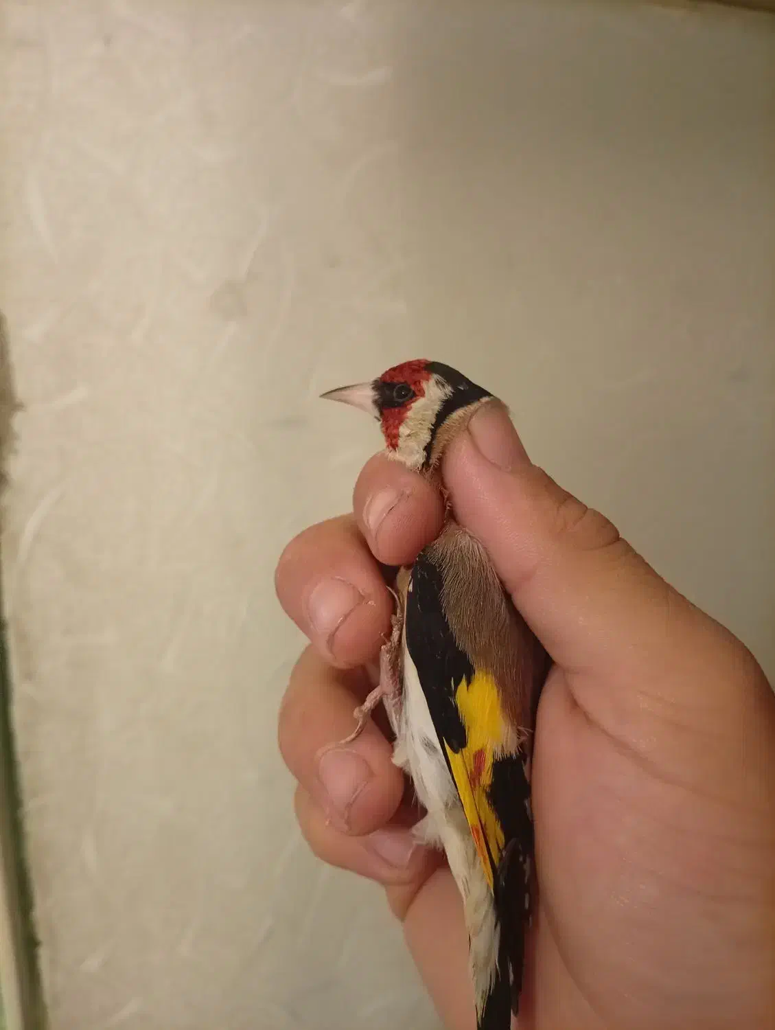 سهره چانه سفید اروپایی گل قفل|پرنده|دامغان, |دیوار