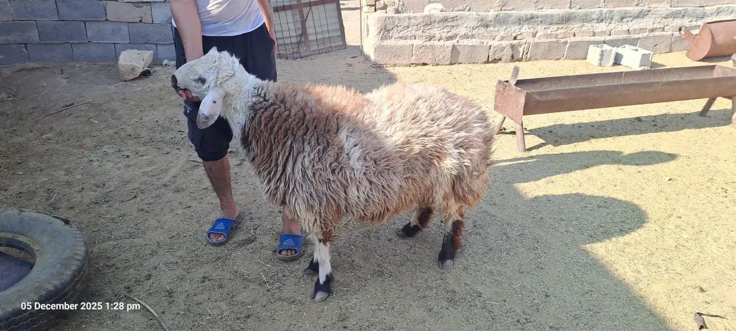 بره بذری یا کشتی|حیوانات مزرعه|نیریز, |دیوار