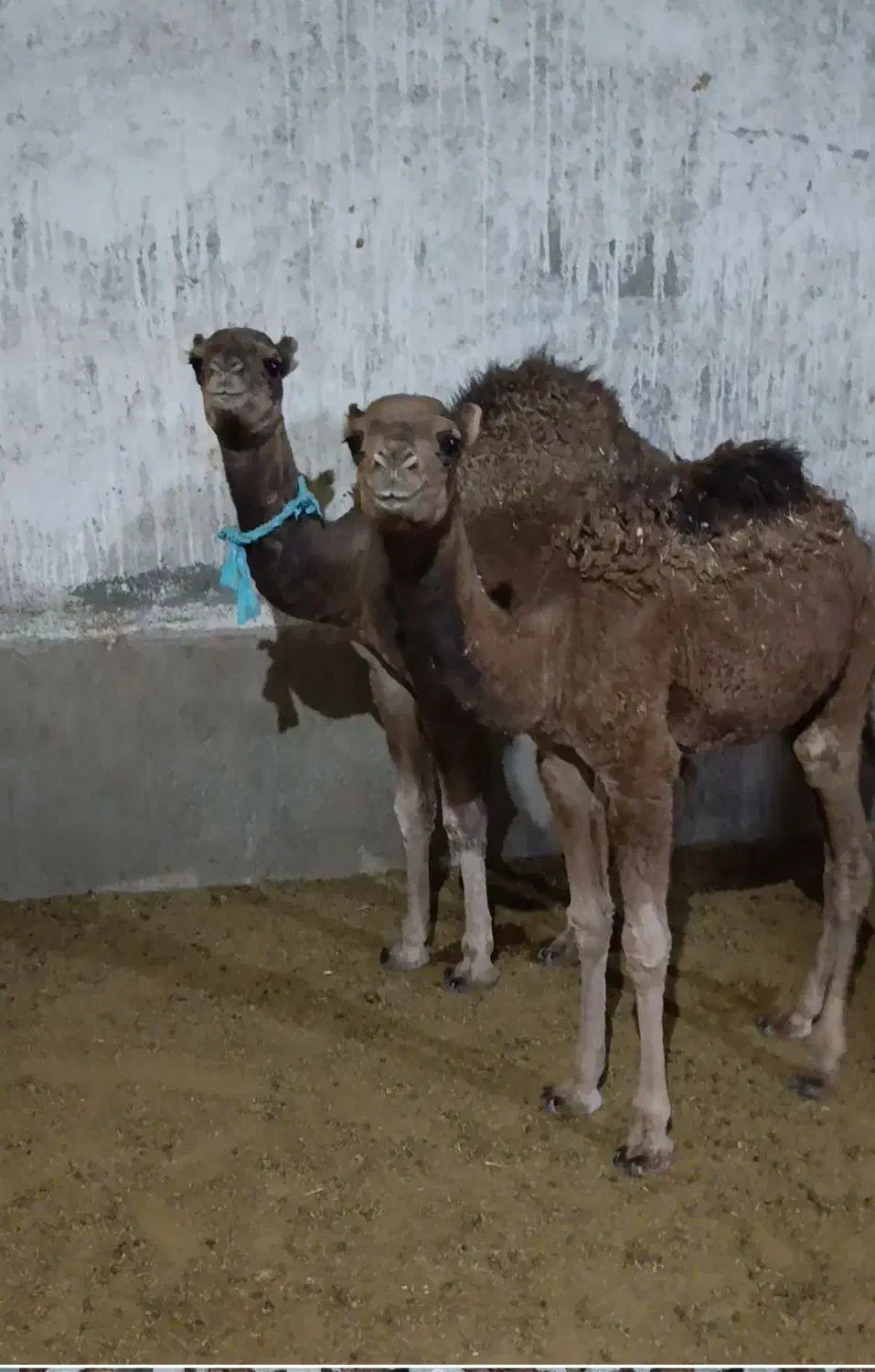 دوتاشترنرفروشی.|حیوانات مزرعه|تربتحیدریه, پائین ولایت|دیوار