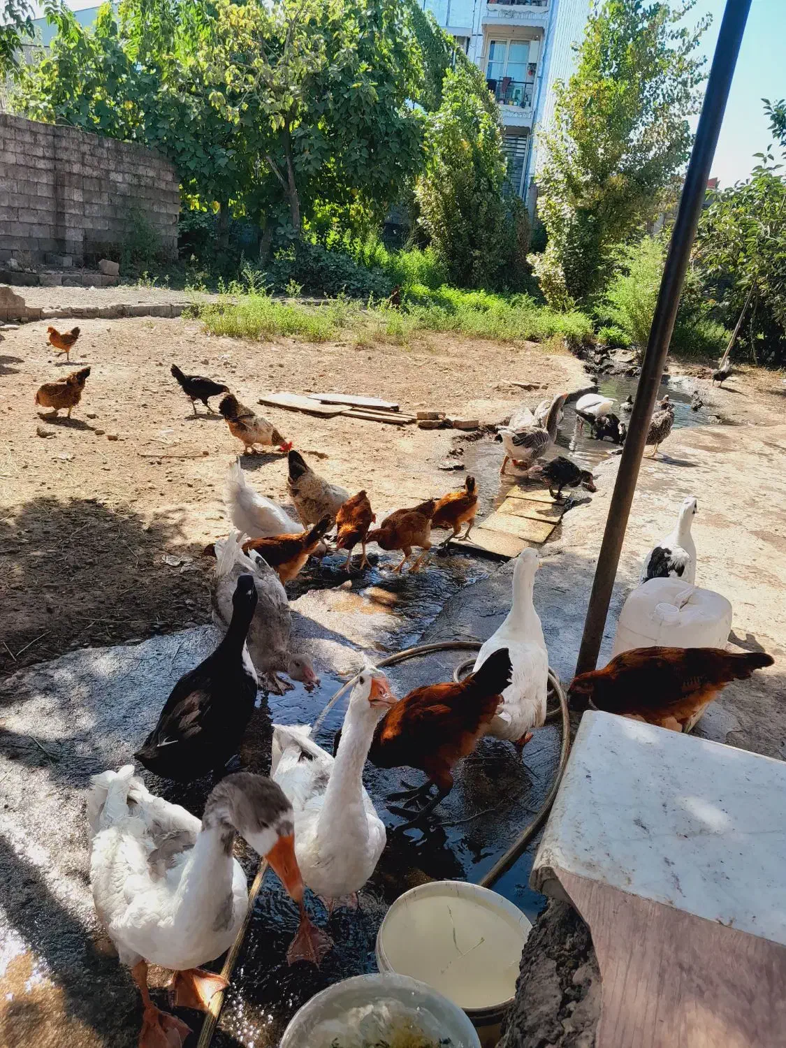 فروش تعدادی غازمحلی|حیوانات مزرعه|رشت, انصاری|دیوار