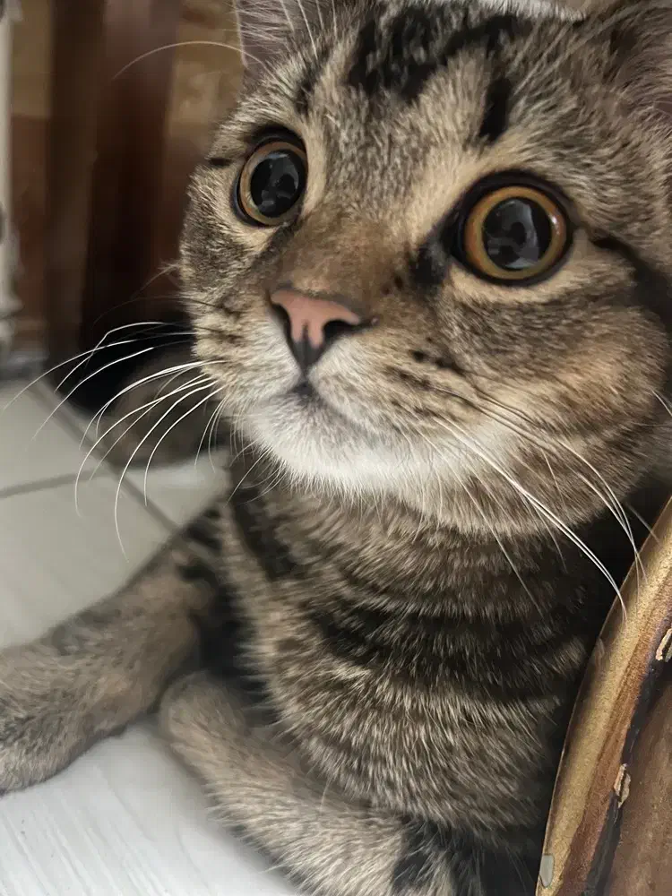 گربه بیریتیش و پرشین|گربه|شاهدشهر, |دیوار