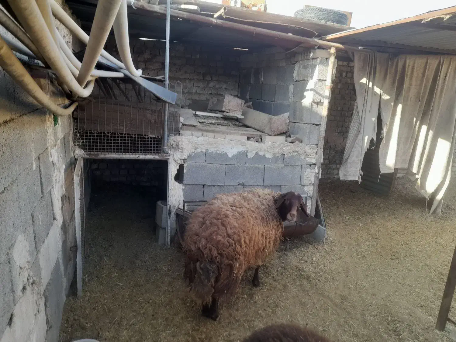 بره فروشی|حیوانات مزرعه|برخوار, |دیوار