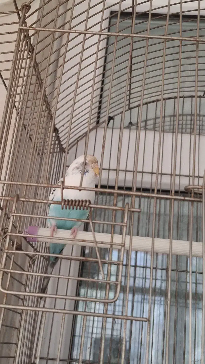 مرغ عشق ماده|پرنده|ری, دولتآباد|دیوار