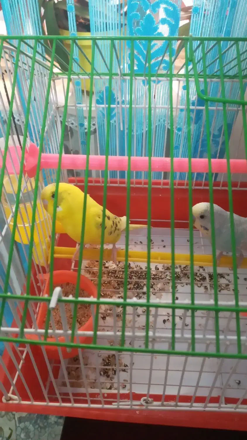 نر ماده مرغ عشق|پرنده|تربتحیدریه, حیدرآباد|دیوار