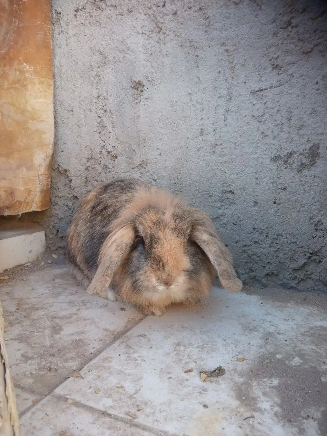 خرگوش لوپ|موش و خرگوش|رفسنجان, |دیوار