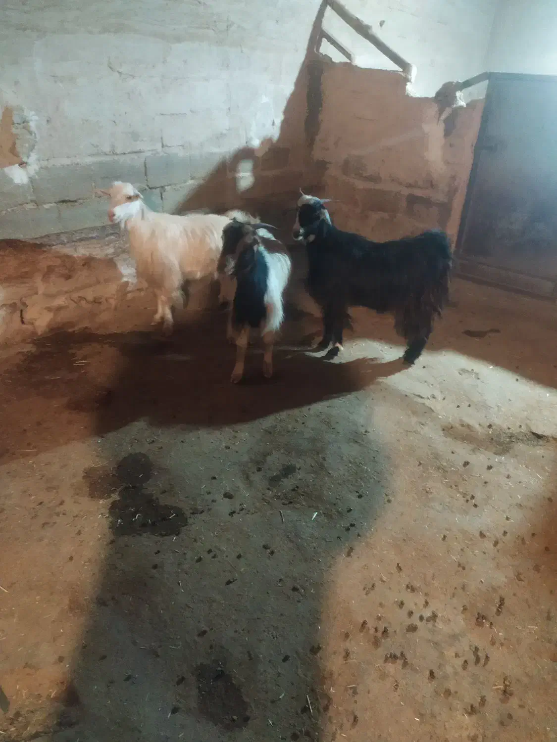 سه راس بز داشتی و مالچه،درجه یک برای داشت|حیوانات مزرعه|حمیل, |دیوار