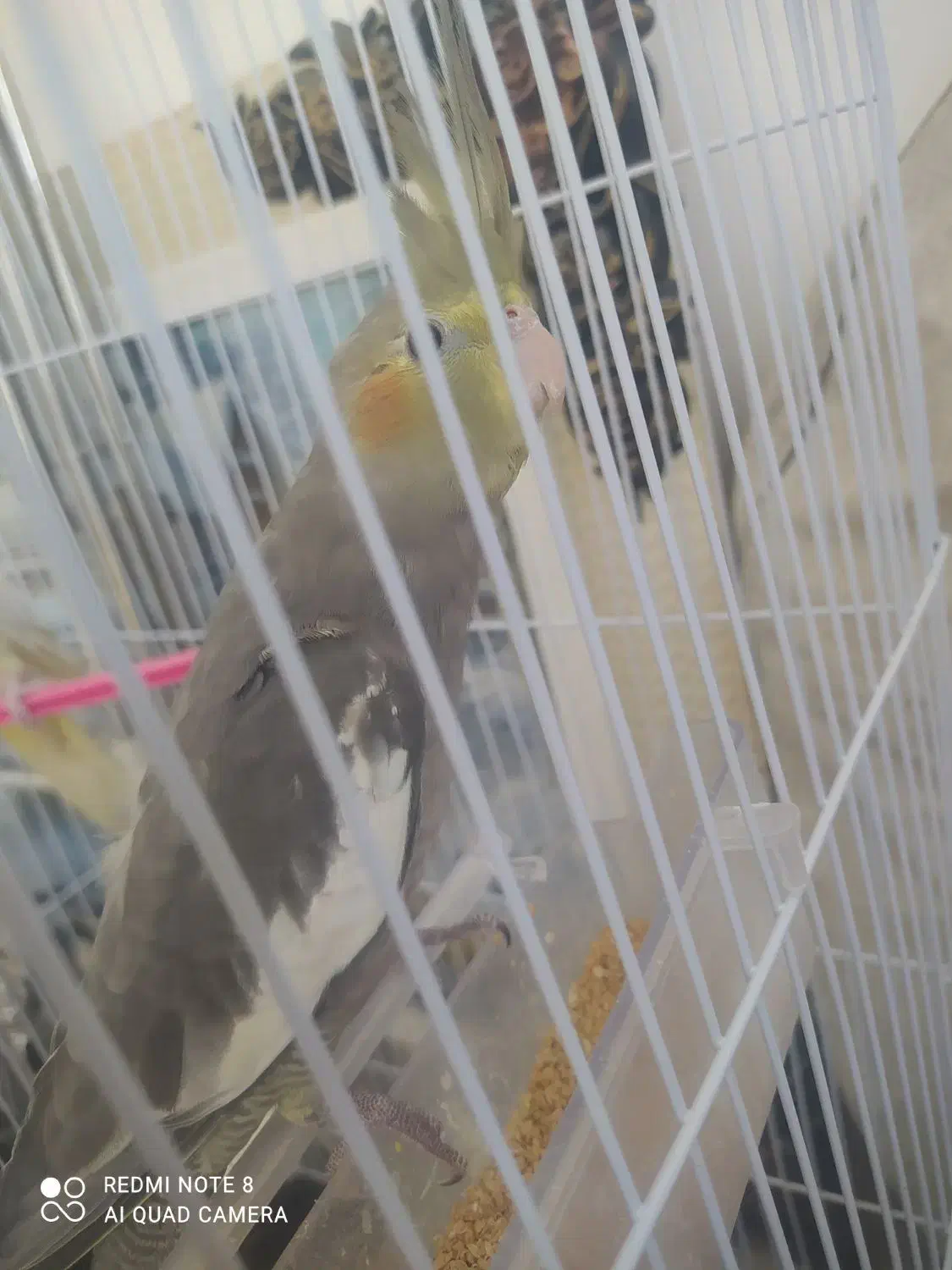 سه جوجه عروس|پرنده|مشهد, بلال|دیوار