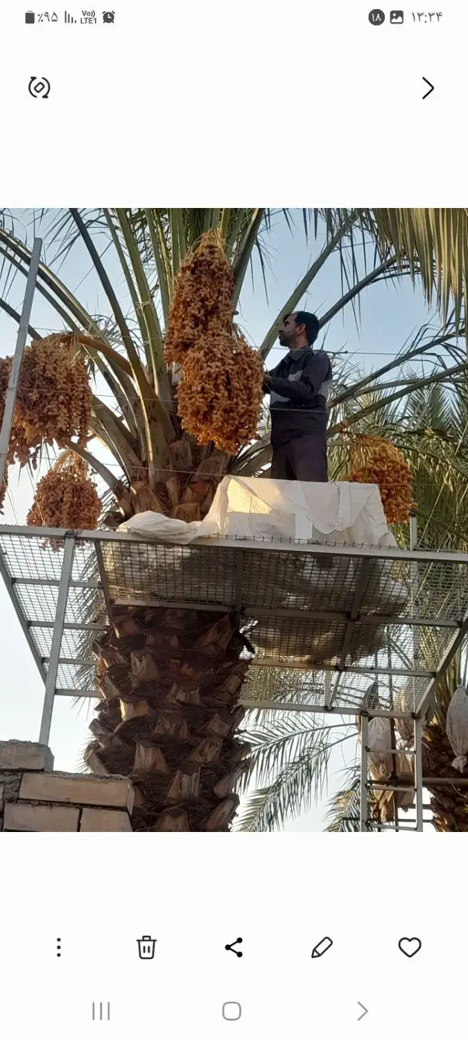 ساخت داربست برای درخت خرما|خدمات باغبانی و درختکاری|اردکان, |دیوار