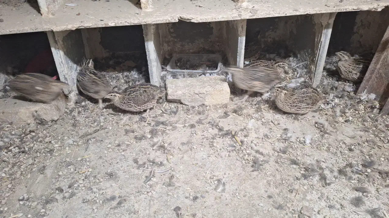 کبوتر ۱۰ عدد بلدچین|پرنده|تربت‌حیدریه, شهید قرنی|دیوار