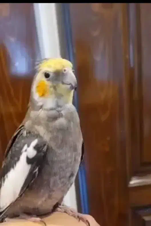 جیکو|پرنده|تهران, ارم|دیوار