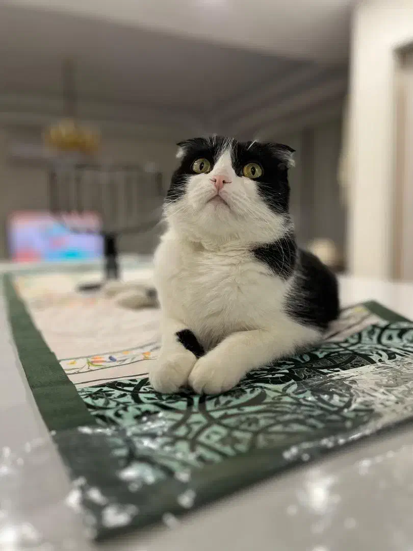 گربه اسکاتیش فولد ۷ساله|گربه|اندیشه, اندیشه فاز ۳|دیوار