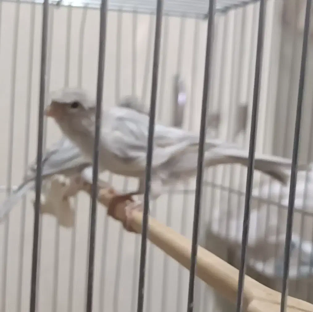 قناری رنگ خاص و کمیاب جفت|پرنده|کرمان, |دیوار