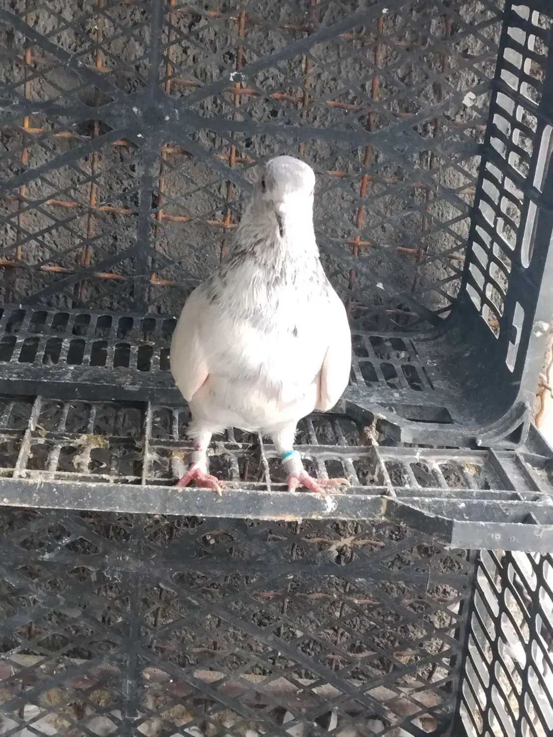 ...|حیوانات|کوهدشت, |دیوار