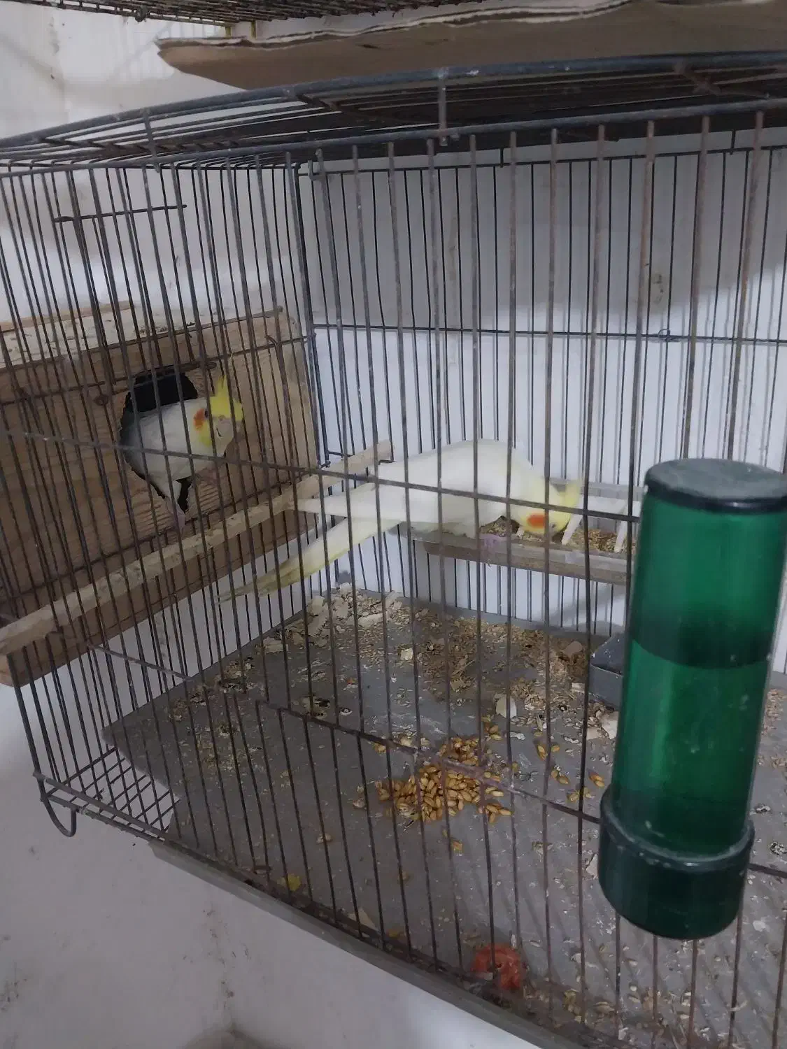 عروسی هلندی  با آلبینو سفید|پرنده|رشت, جماران|دیوار