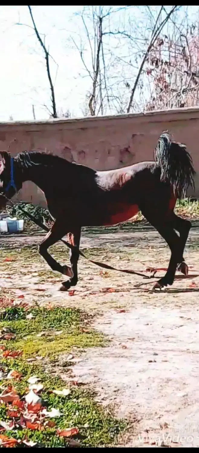 اسب مادیان۶دنگ|اسب و تجهیزات اسبسواری|اصفهان, باغ نگاره|دیوار