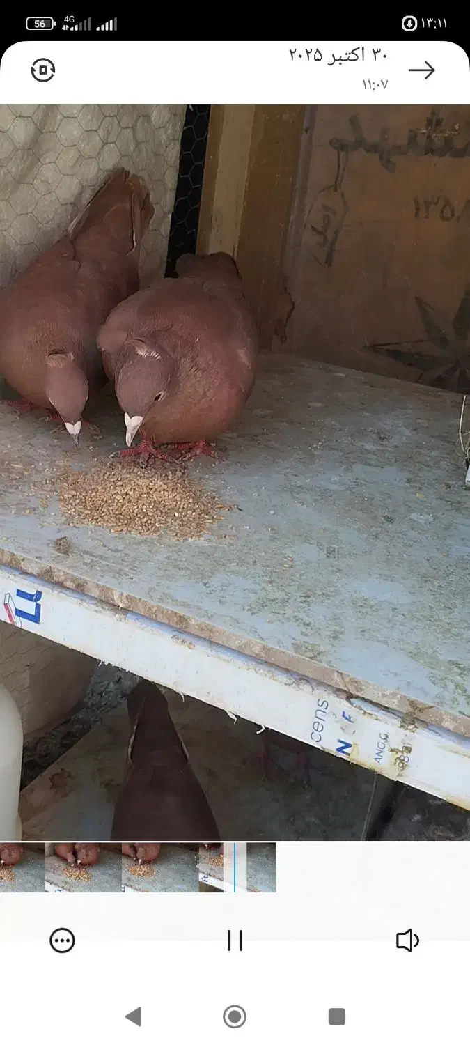 لوازم تحریر  مداد خودکار  دفتر طرح کفتر|لوازم التحریر|رفسنجان, |دیوار