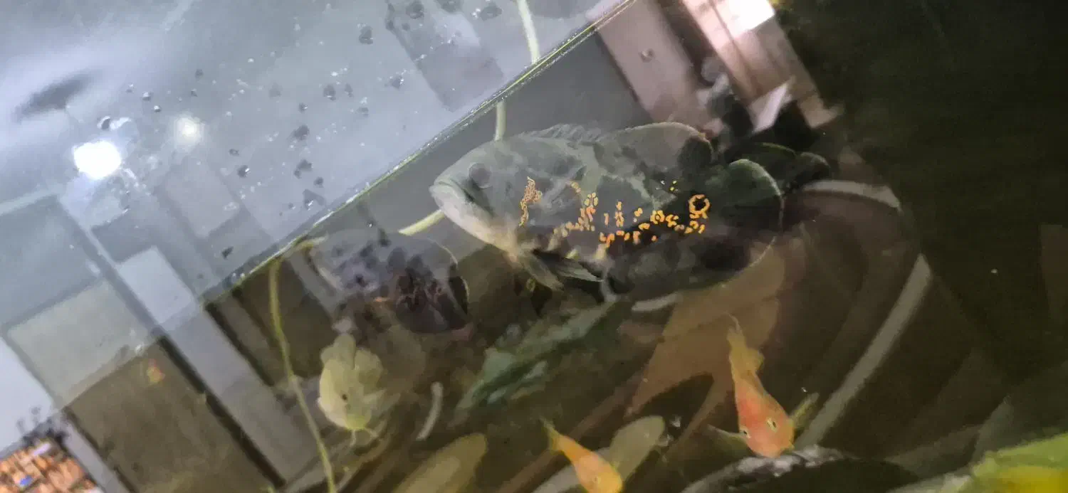 معاوضه ماهی با ماهی|ماهی|شیراز, دروازه اصفهان|دیوار