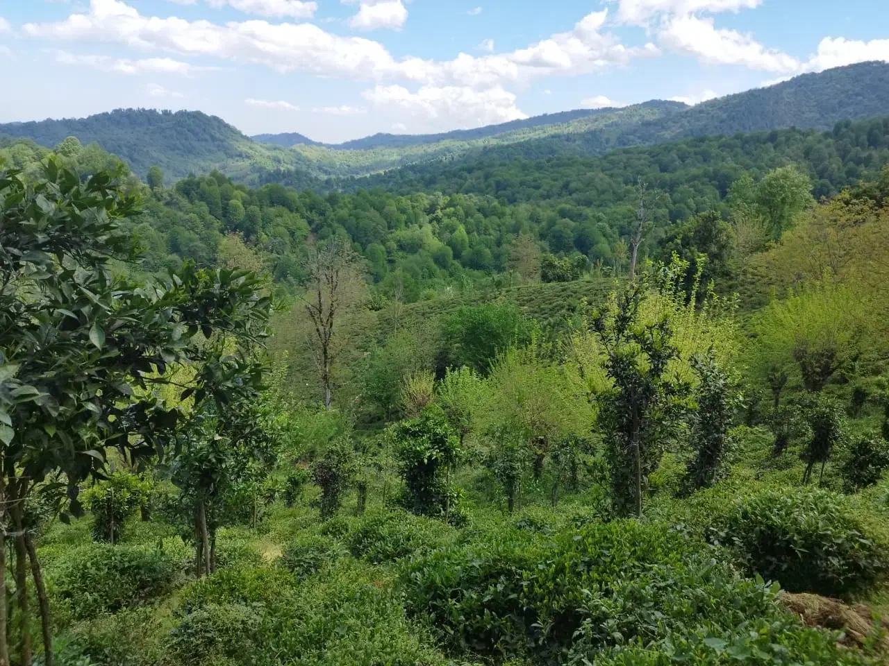 زمین بزرگ لاهیجان با خانه و باغ ویو ابدی|فروش زمین و ملک کلنگی|لاهیجان, کوه بیجار|دیوار