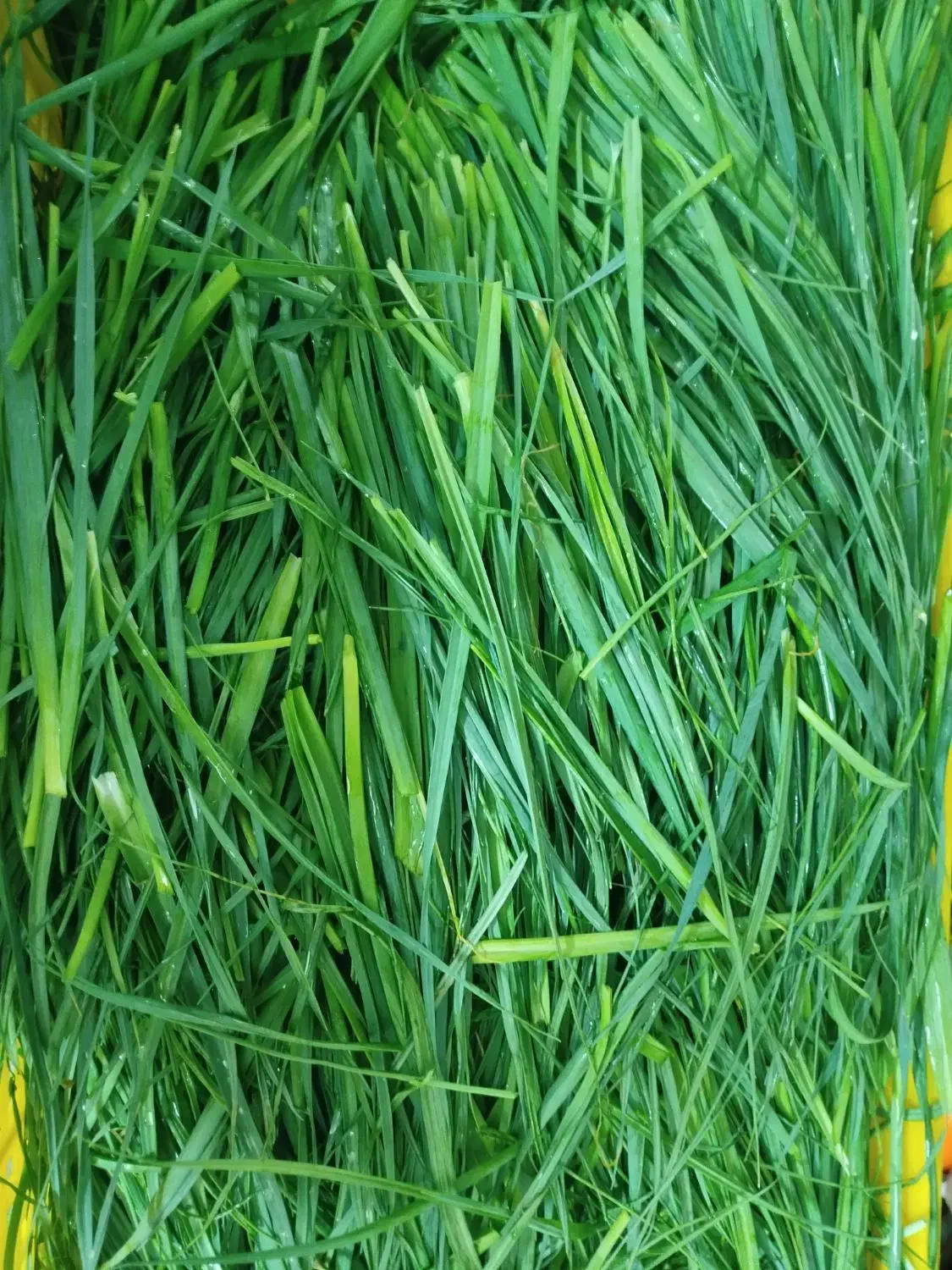 سبزی پاک شده و شسته شده|خوردنی و آشامیدنی|تهران, میدان میوه و تره‌بار مرکزی|دیوار